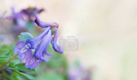 corydalis flower. colorful floral background. purple flower in the forest