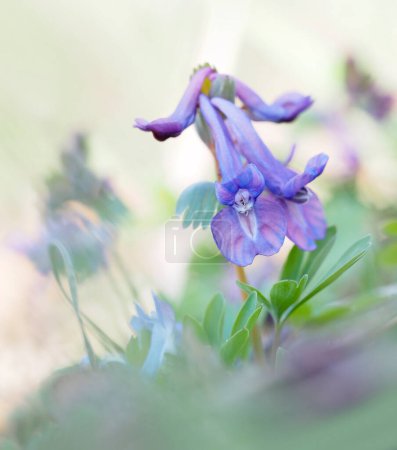 corydalis flower. colorful floral background. purple flower in the forest