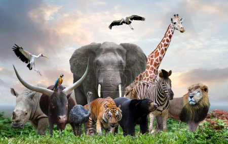 Foto de Grupo de animales de vida silvestre en la selva juntos - Imagen libre de derechos