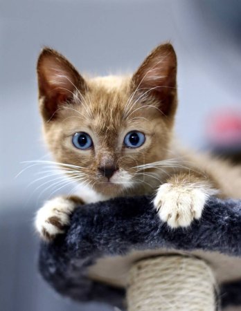Foto de Azul ojos gatito con marrón piel mirando - Imagen libre de derechos