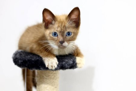 Foto de Lindos ojos azules gatito en un nuevo hogar - Imagen libre de derechos