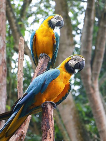Foto de Guacamayo azul y amarillo (Ara ararauna), también conocido como guacamayo azul y dorado
. - Imagen libre de derechos