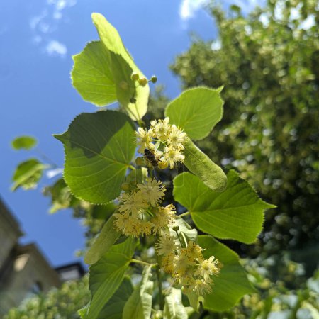 Blooming linden tree with a bee on a flower on a sunny day