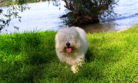 Photo for Photo of a Coton de Tulear puppy in nature with its owners - Royalty Free Image