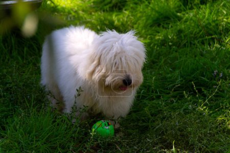 Photo for Photo of a Coton de Tulear puppy in nature with its owners - Royalty Free Image