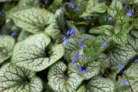 Téléchargez les photos : Grande feuille Brunnera macrophylla Jack Frost (sibérien bugloss, grand forget-me-not) - plante verte avec des fleurs bleues dans un jardin - en image libre de droit