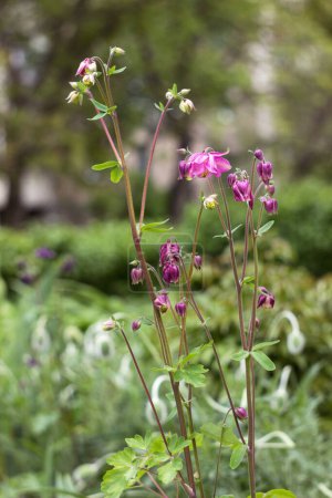 Blooming bright pink flowers - Columbine (Aquilegia vulgaris, Orlyk) in the garden in spring