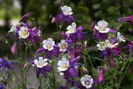 Flowering Purple flowers with a white center, Columbine (Aquilegia vulgaris, Orlyk) in spring. Garden plants