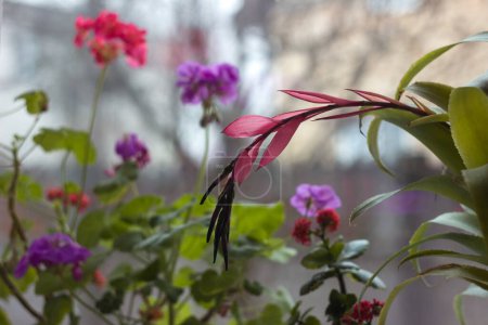 Photo for Blooming flowers on the windowsill: Kalanchoe, Geranium, Billbergia. Background - Royalty Free Image