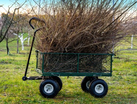 Photo for Metal garden cart filled with tree branches. - Royalty Free Image