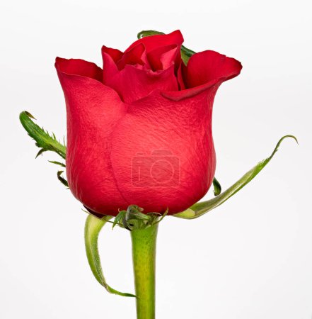 Photo for Single red rose on a white background - Royalty Free Image