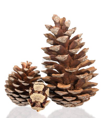 Photo for Pine cones isolated on a completely white background - Royalty Free Image