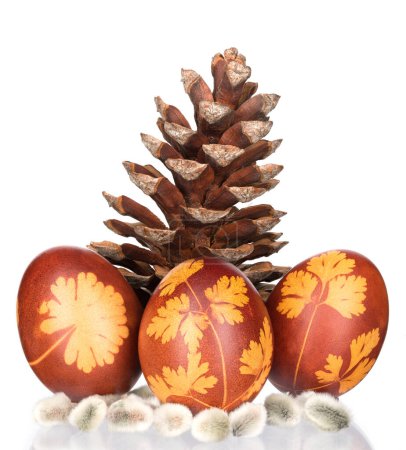 Photo for Easter eggs with pinecone on white background. - Royalty Free Image