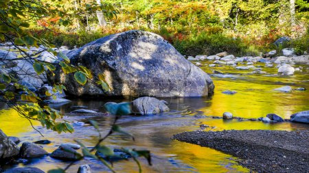 Photo for Golden Swift River with morning autumn reflections in New Hampshire - Royalty Free Image