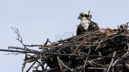 Un águila pescadora se sienta vigilante en su nido intrincadamente construido hecho de palos, observando cuidadosamente su entorno desde un punto de vista alto