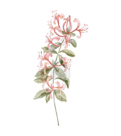 Aquarell Geißblatt auf weißem Hintergrund. Geburtsmonat Blume.
