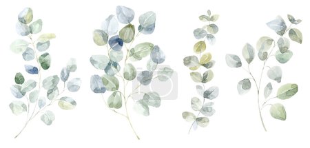 Téléchargez les photos : Ensemble de branches d'eucalyptus vert. Illustration aquarelle. - en image libre de droit