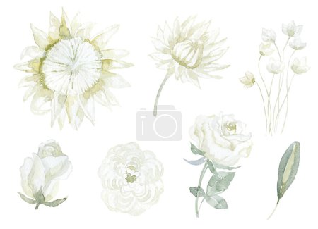 Photo for Set of white Flowers with Protea, Rose and Jasmin. Watercolor Illustration. - Royalty Free Image