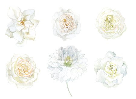 Photo for Set of white Flowers Gardenia, Rose and Dahlia. Watercolor Illustration. - Royalty Free Image