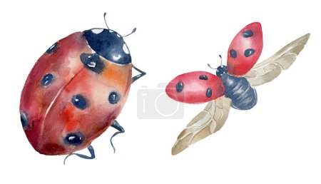 Photo for Set of Watercolor Ladybirds on the White Background. - Royalty Free Image