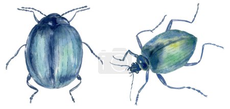 Photo for Set of Watercolor Beetles on the White Background. - Royalty Free Image