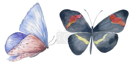 Photo for Set of Watercolor Butterflies on the White Background. - Royalty Free Image