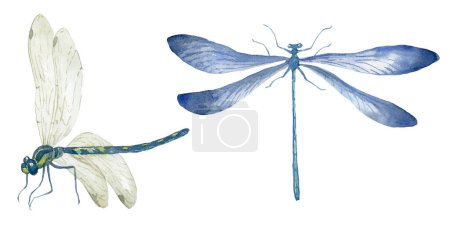Photo for Set of Watercolor Dragonflies on the White Background. - Royalty Free Image