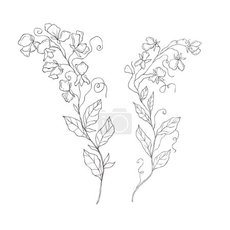 Line Art Sweet Pea. Birth Month Flower. Vector Logo.