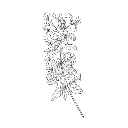 Illustration for Line Art Honeysuckle. Birth Month Flower. Vector Logo. - Royalty Free Image