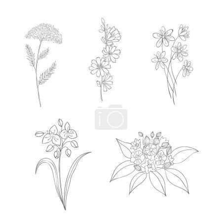 Ilustración de Hand Drawn Wildflowers Set. Line art Vector Illustration. - Imagen libre de derechos