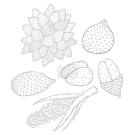 Illustration for Line Art Snake Fruit Branch and Blossom. Vector Illustration on white Background. - Royalty Free Image