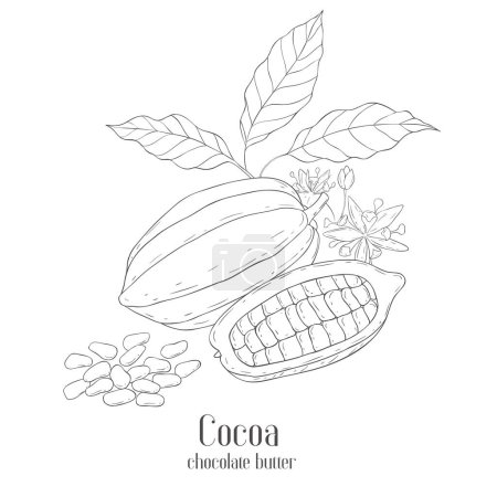Photo for Line Art Cocoa Label. Elements of Fruits and Flowers. Vector Illustration on white Background. - Royalty Free Image
