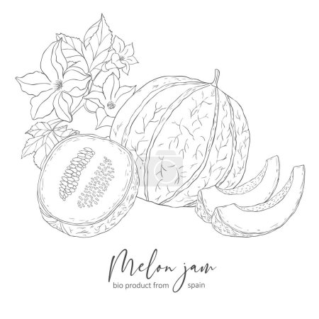 Photo for Line Art Melon Label. Elements of Fruits and Flowers. Vector Illustration on white Background. - Royalty Free Image