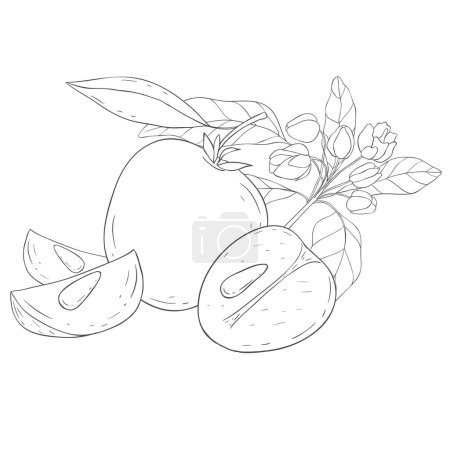 Photo for Line Art Chikoo. Elements of Fruits and Flowers. Vector Illustration on white Background. - Royalty Free Image