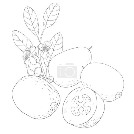 Photo for Line Art Feijoa and Blossom. Vector Illustration on white Background. - Royalty Free Image