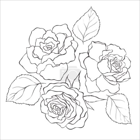 Photo for Line Art Rose Flowers on the white Background. Vector Illustration. - Royalty Free Image