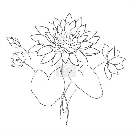 Photo for Line Art Water Lily Flowers on the white Background. Vector Illustration. - Royalty Free Image