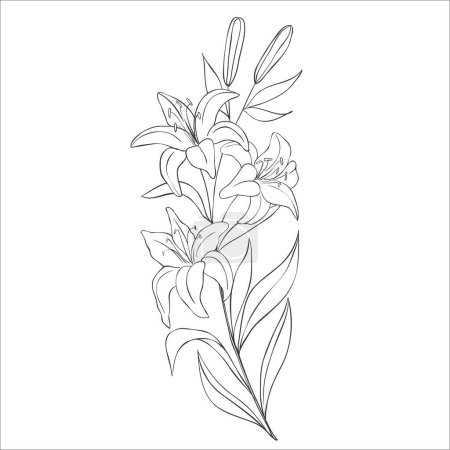 Photo for Line Art Lily Flowers on the white Background. Vector Illustration. - Royalty Free Image
