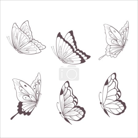 Photo for Set of Butterflies. Vector Illustration on the White Background. - Royalty Free Image