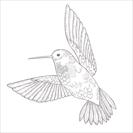 Photo for Colibri Vector Illustration on the White Background. - Royalty Free Image