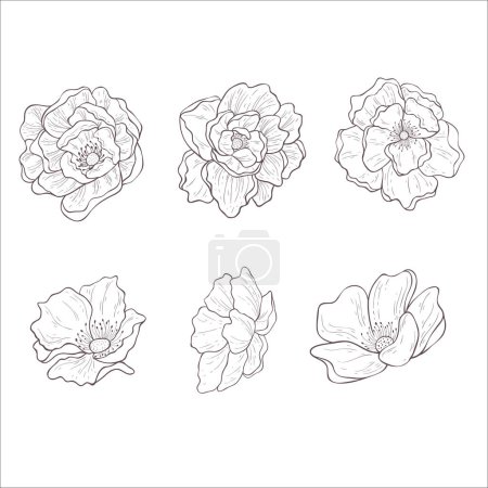 Photo for Set of Wild Rose Flowers. Line Art Illustration. - Royalty Free Image