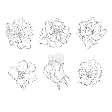 Photo for Set of Wild Rose Flowers. Line Art Illustration. - Royalty Free Image