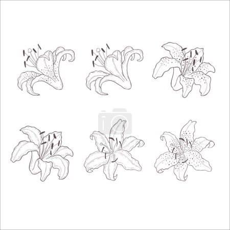 Photo for Set of Lily Flowers. Line Art Illustration. - Royalty Free Image