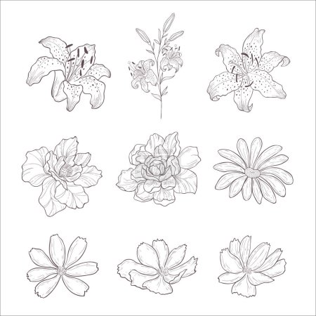 Photo for Set of Lily, Cosmos, Wild Rose Flowers. Line Art Illustration. - Royalty Free Image