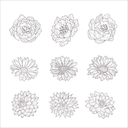 Photo for Set of Wild Rose, Gerbera, Dahlia Flowers. Line Art Illustration. - Royalty Free Image