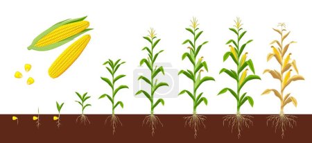 Corn maize growth stages. Farm plant evolving, development stage or agriculture crop sapling evolution progress. Corn grow phases form seed with roots in soil to seedling, plant ready for harvesting