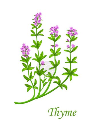 Illustration for Thyme herb, spice seasoning and herbal flavoring or cooking condiment, vector plant. Marjoram branch for aroma essential oil, herbal tea package or culinary and cooking recipe seasoning - Royalty Free Image