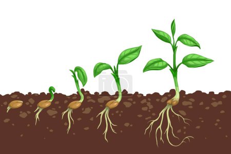 Escalones de crecimiento vegetal. Germinación de semillas en el suelo. Fases evolutivas de las plántulas agrícolas o etapas de desarrollo del plantón, proceso de crecimiento del brote con semillas en el suelo, raíces de plántulas y hojas de plantas en el tallo