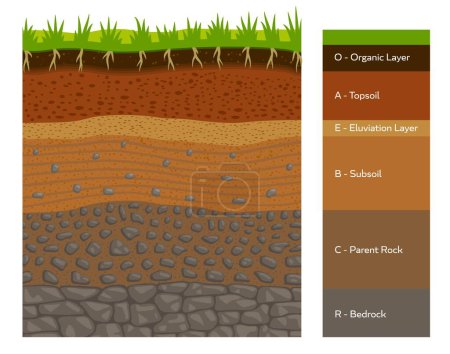 Soil layer infographic, earth geology formation bedrock, parent rock, subsoil, eluviation layer, topsoil and organic layer cross section view. Ground and underground surface vector infographics chart