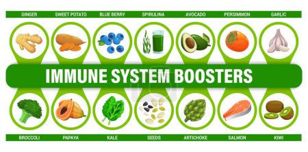 Immune system boosters infographics chart. Healthy food and nutrition infographics, human immunity vector scheme. Diet chart with ginger, sweet potato and broccoli, salmon, blueberry and papaya, seeds